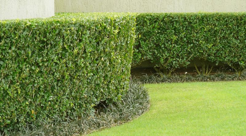 Tree & Shrub Care