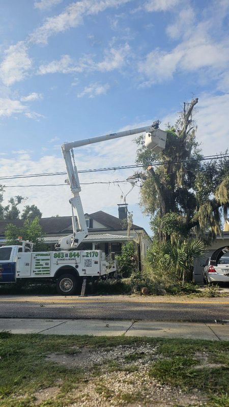 Tree Removal