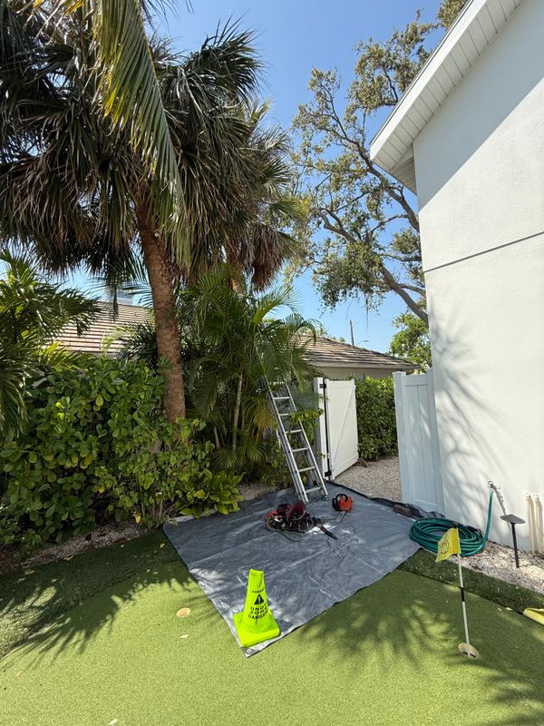 Palm Pruning