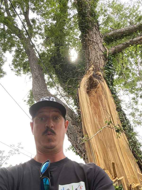 Tree Risk Consultation