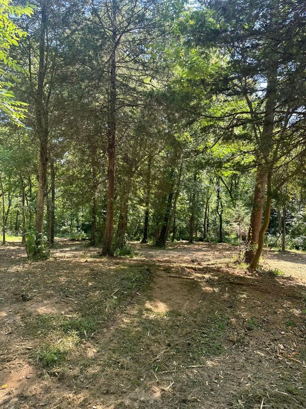 Tree Trimming & Removal