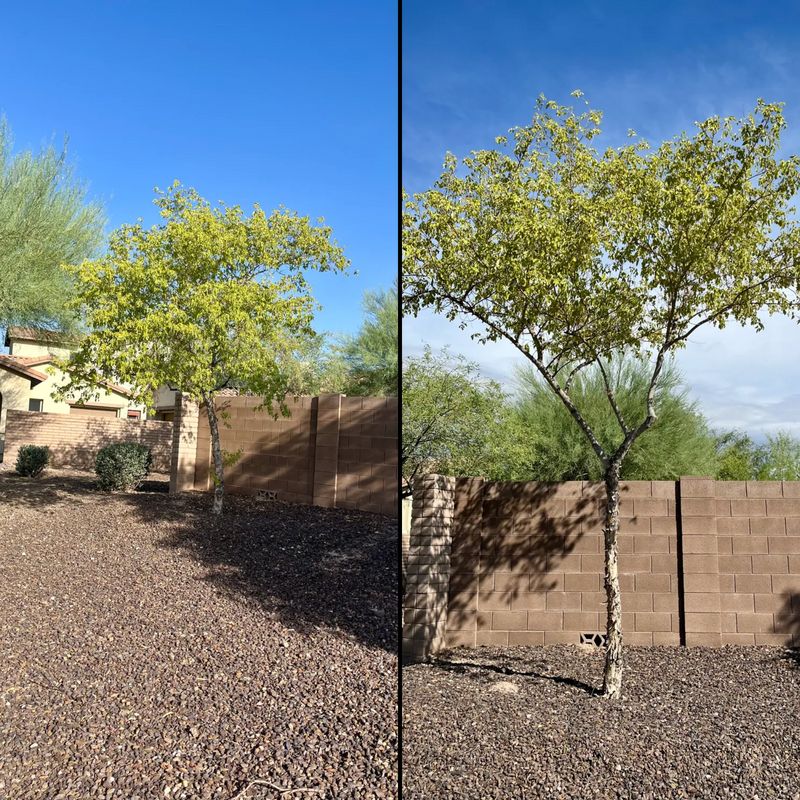 Tree & Shrub Care