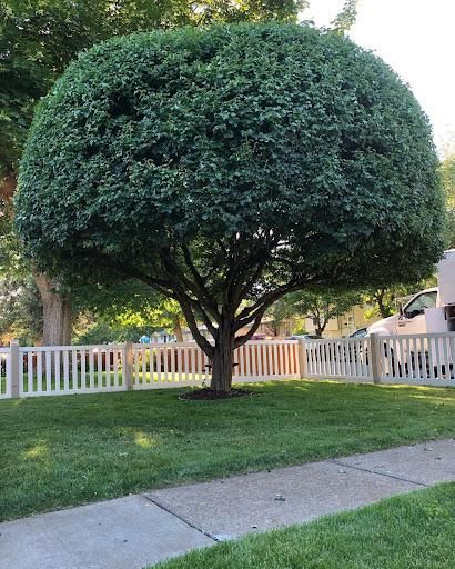 Tree Trimming gallery