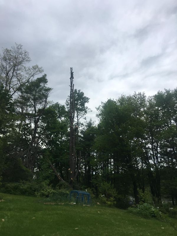 Tree Trimming