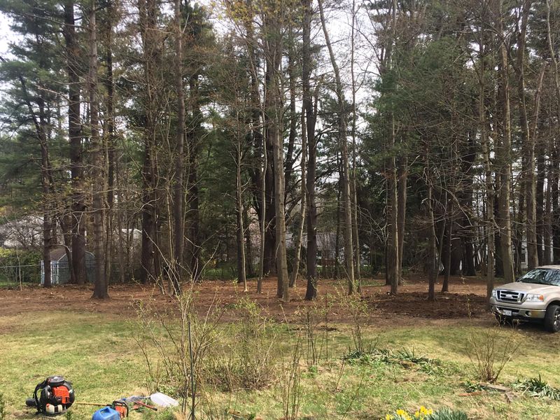 Tree Trimming