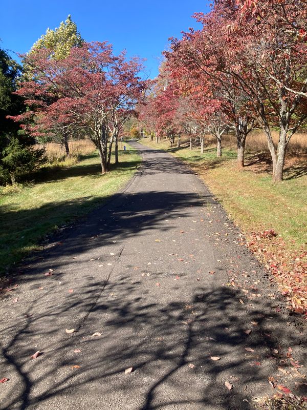 Road & Driveway Regrading