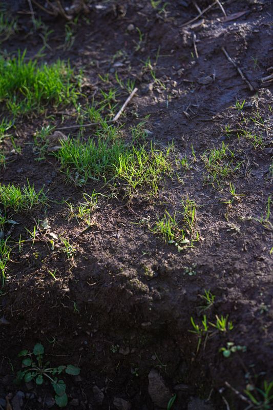 Lawn Renovation