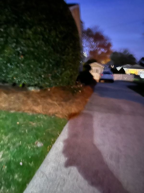 Pine Needle Installation