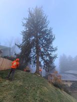 Tree Services