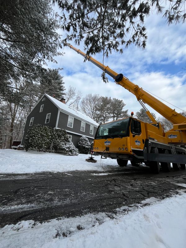 Tree removal / land clearing