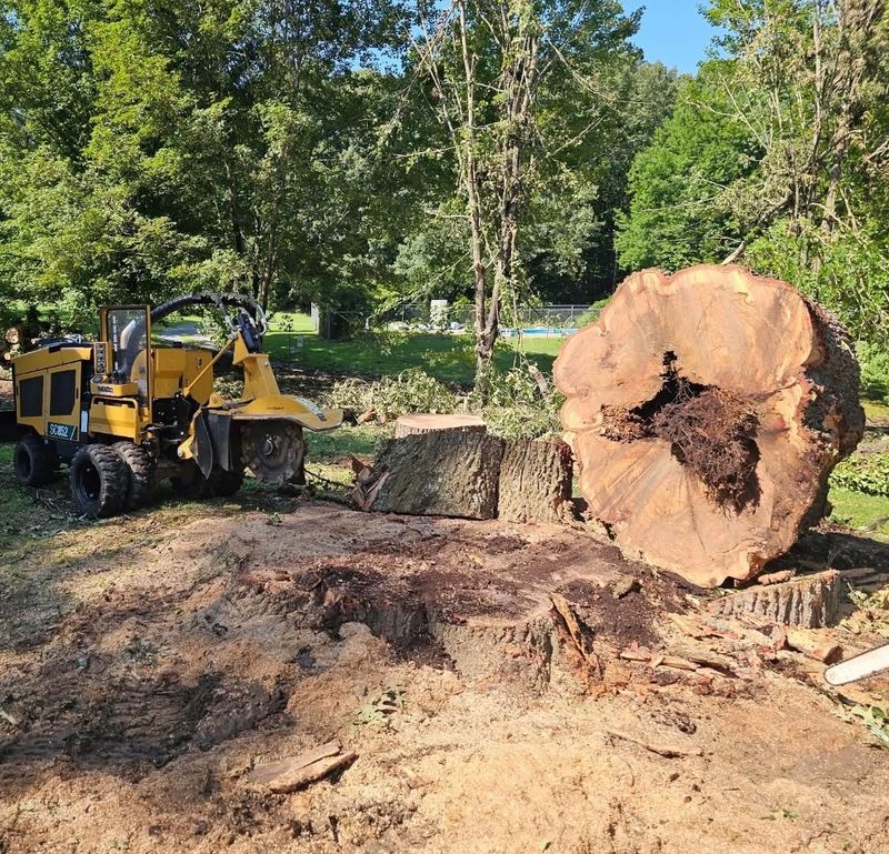 Stump Removal