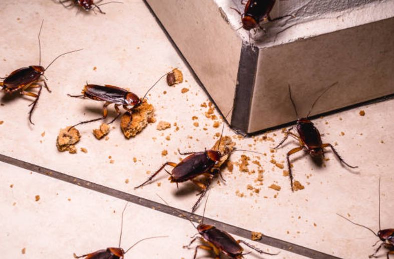 Cockroach Extermination