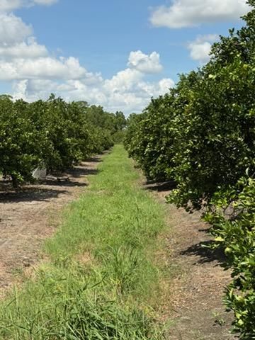 Citrus Consulting