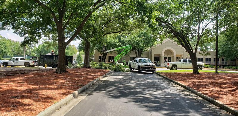 Tree Removal gallery