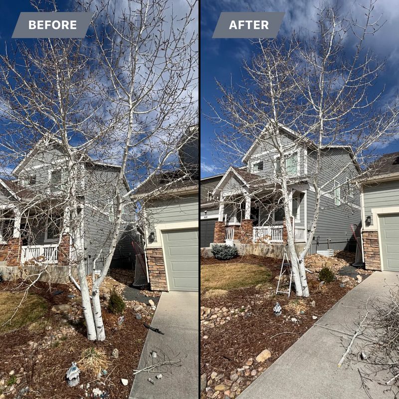 Tree Trimming