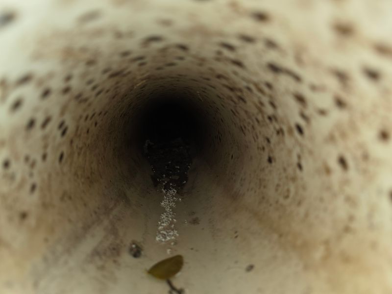 Drain Cleaning