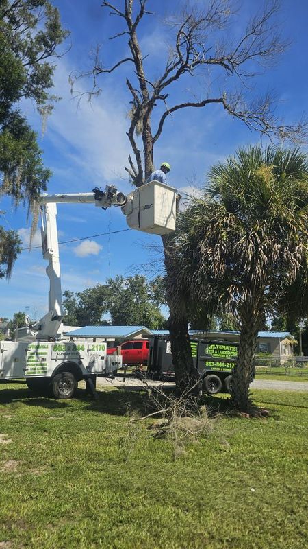 Tree Removal