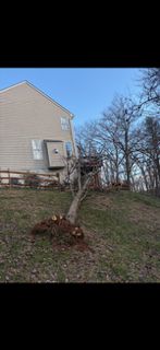 Stump Grinding