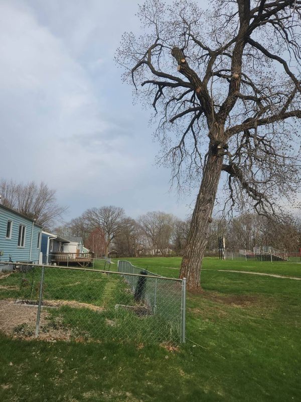 Tree Trimming