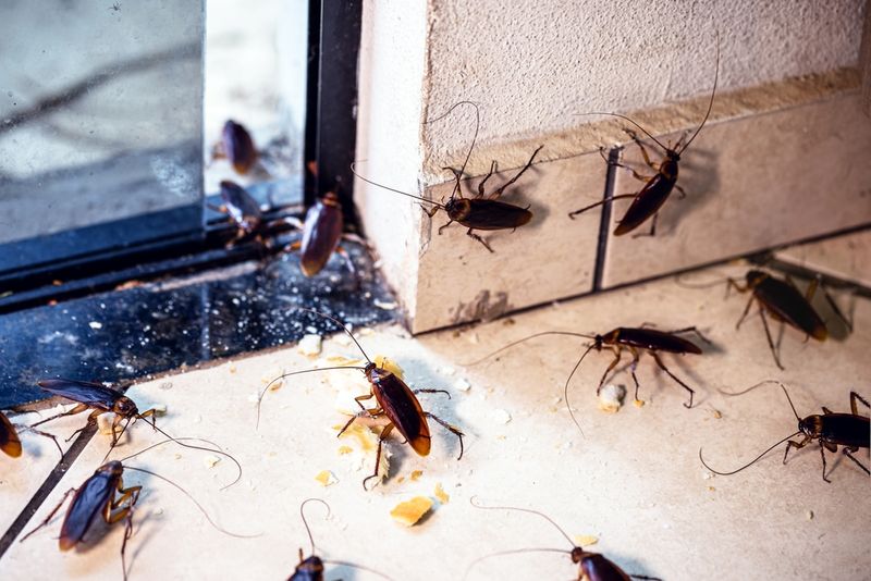 Cockroach Extermination