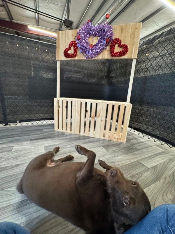 Open Play Daycare