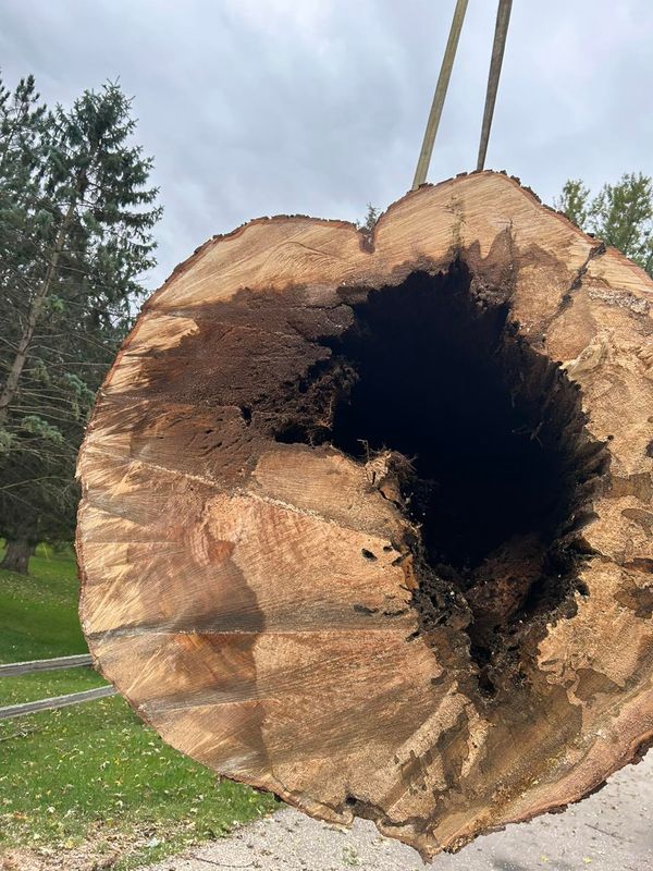 Tree Removal gallery