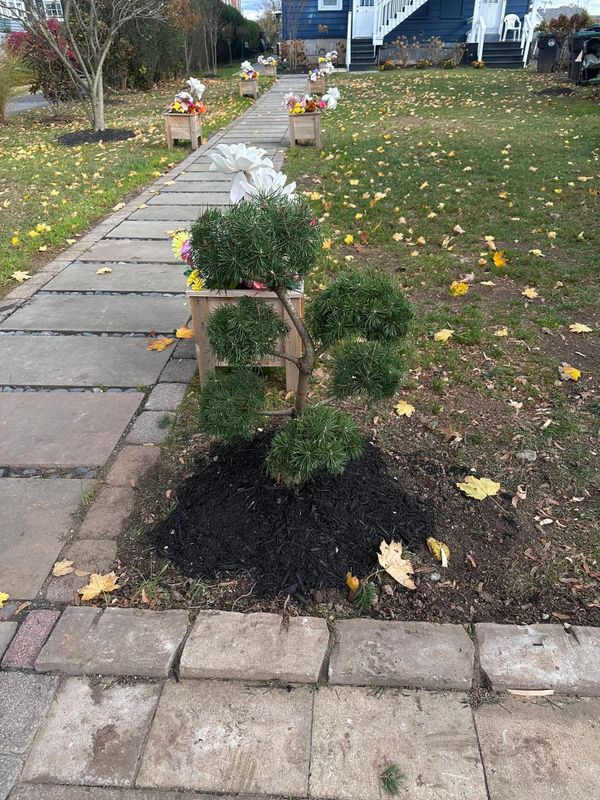 Privacy Hedge Installation