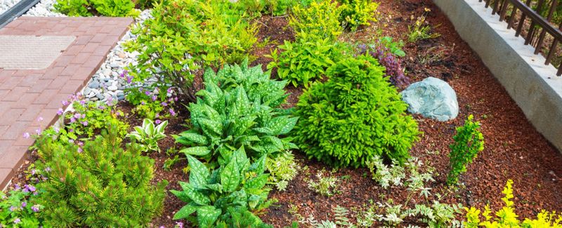 Tree & Shrub Care