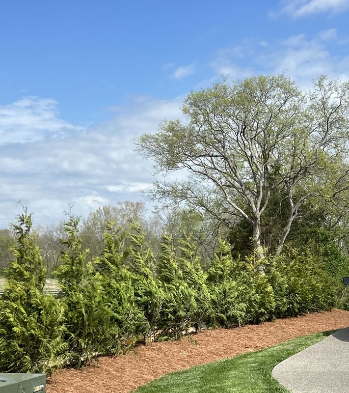 Tree Wholesaling