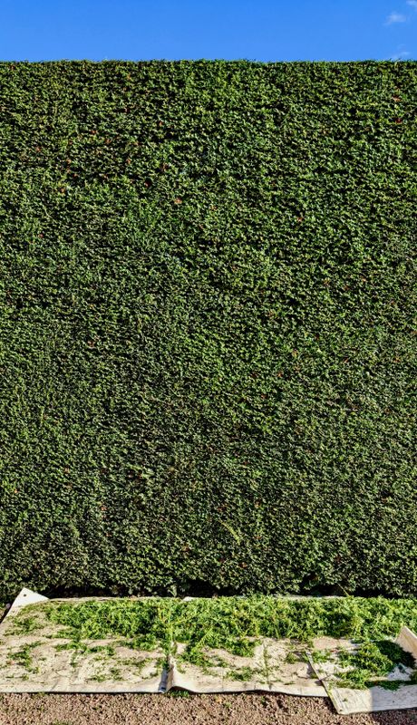Hedge Trimming