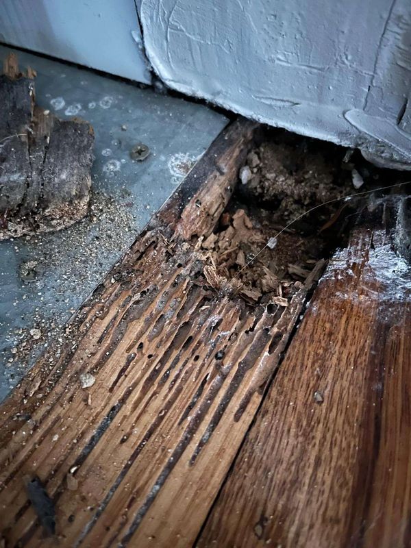 Termite Inspection & Treatment