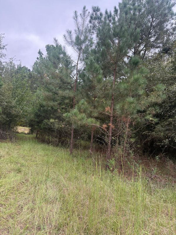 Land Clearing & Forestry Mulching