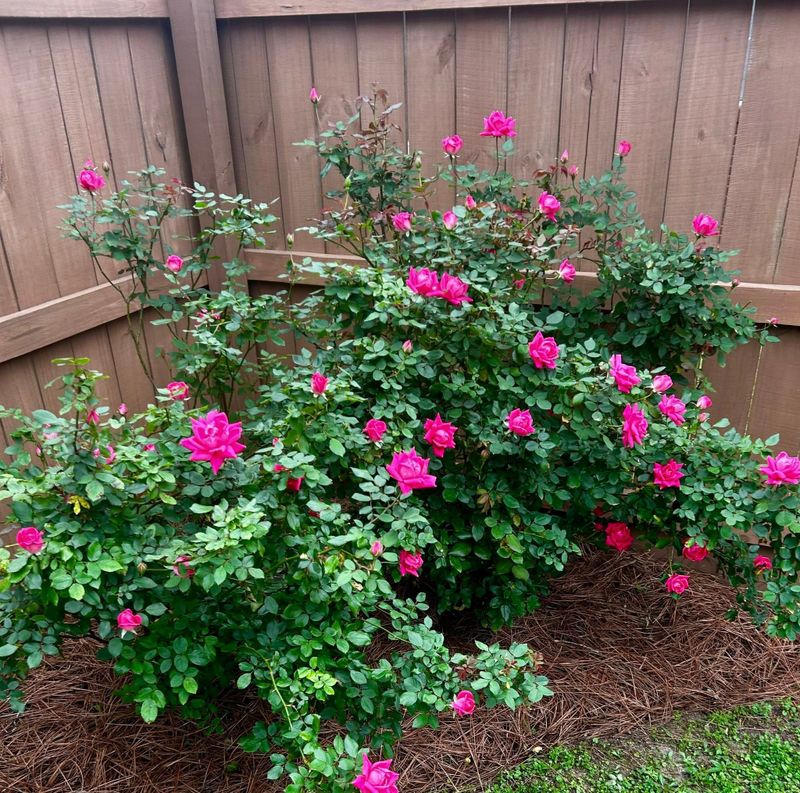 Landscape Bed Maintenance