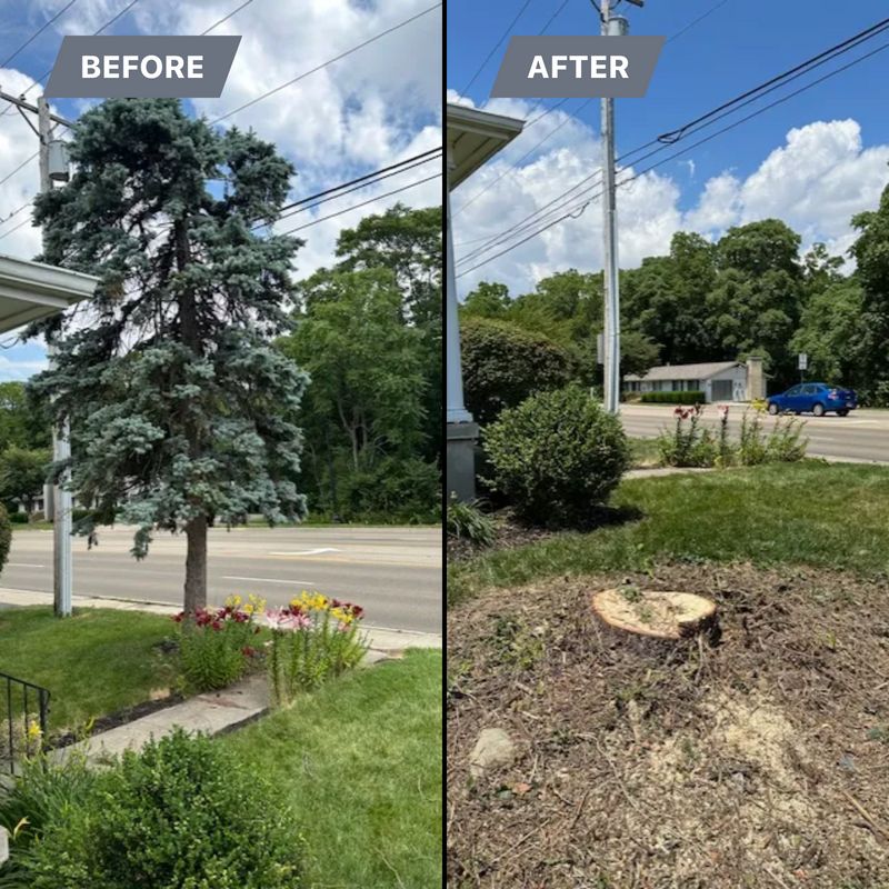 Tree Removal gallery