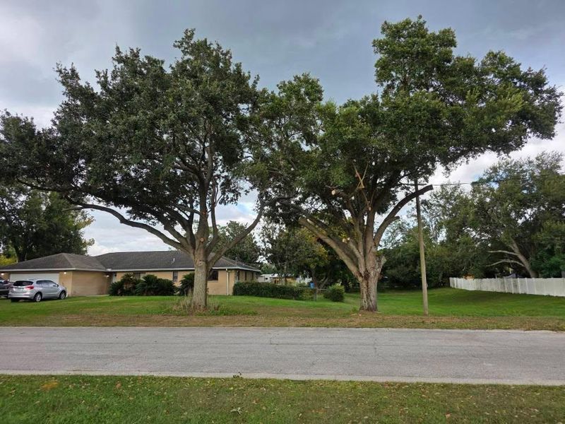 Tree Services