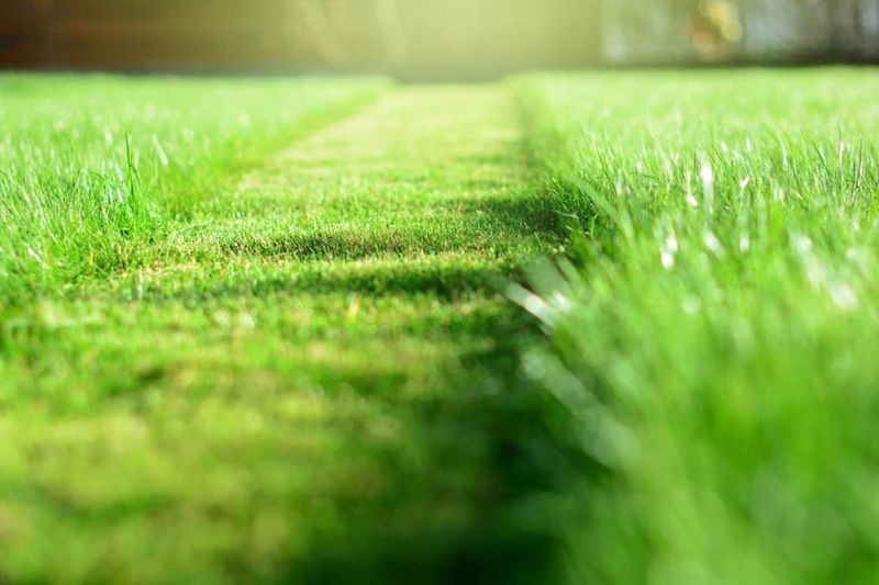 Lawn Care gallery