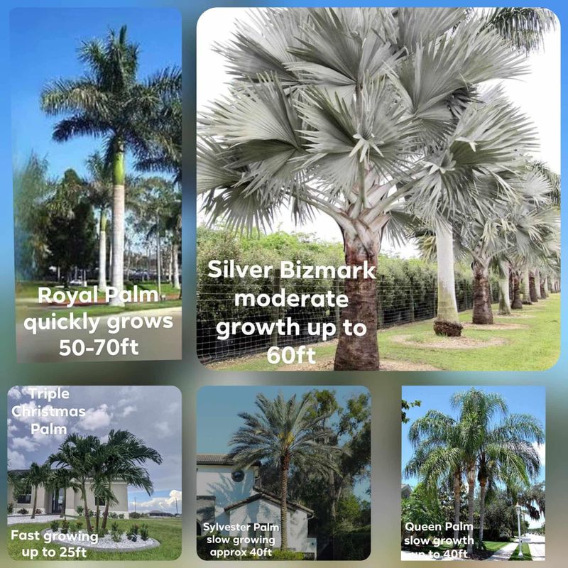 Plant and tree list