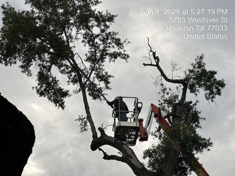 Tree trimming and removal