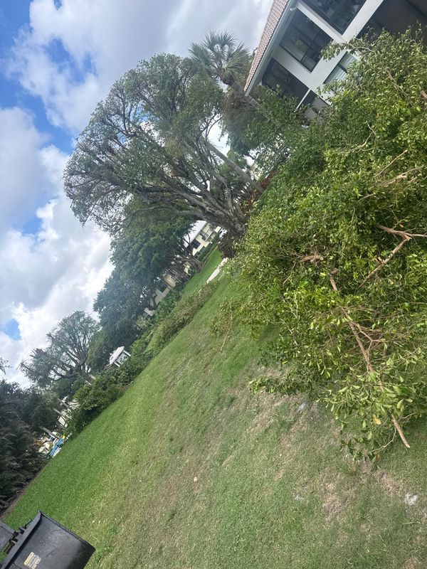 Tree Trimming