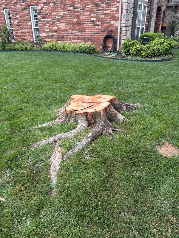 Tree Removal