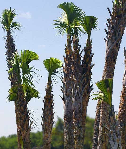 Palm Tree Pruning