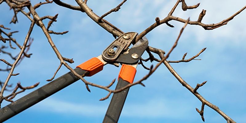 Pruning