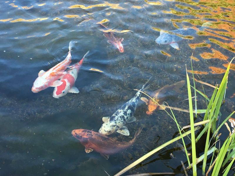 Koi Health