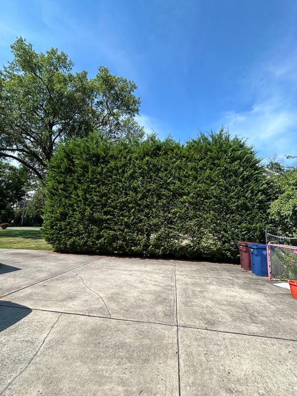 Shrub Trimming
