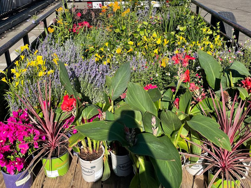 Flower Bed Gallery
