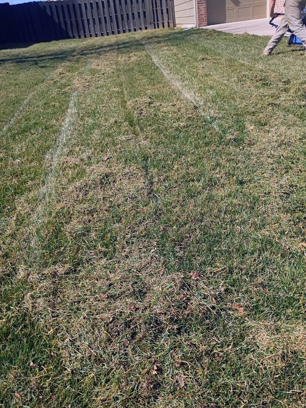Lawn Maintenance