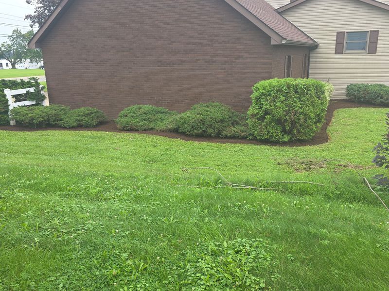 Tree & Shrub Care