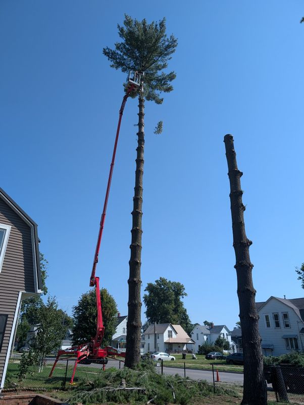 Tree Trimming