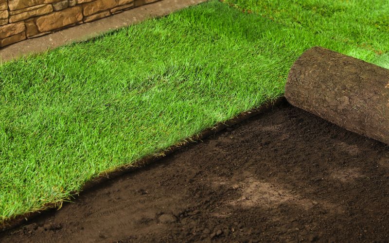 Sod  Installing