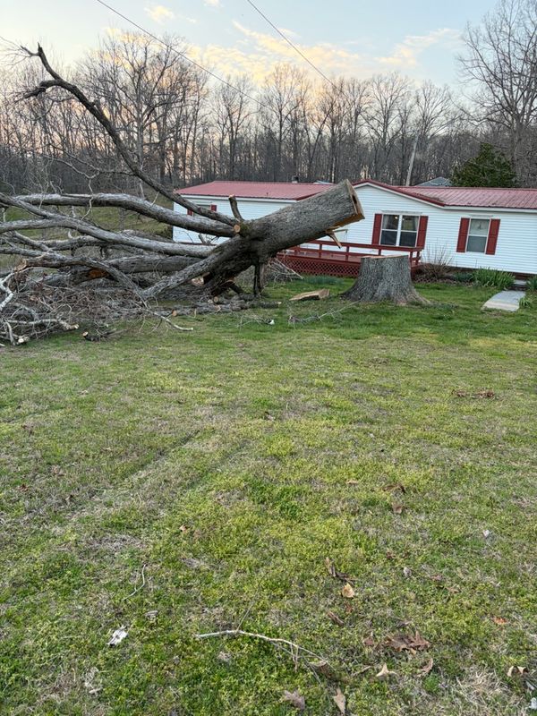Tree Removal